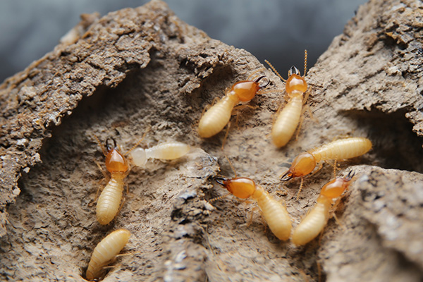 Termite Control